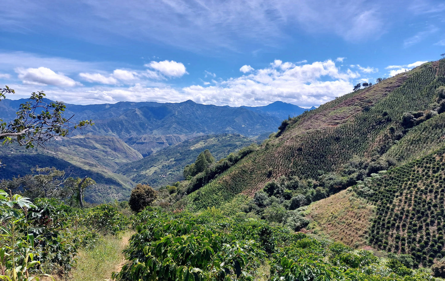 Cumbres de Nariño EA Decaf