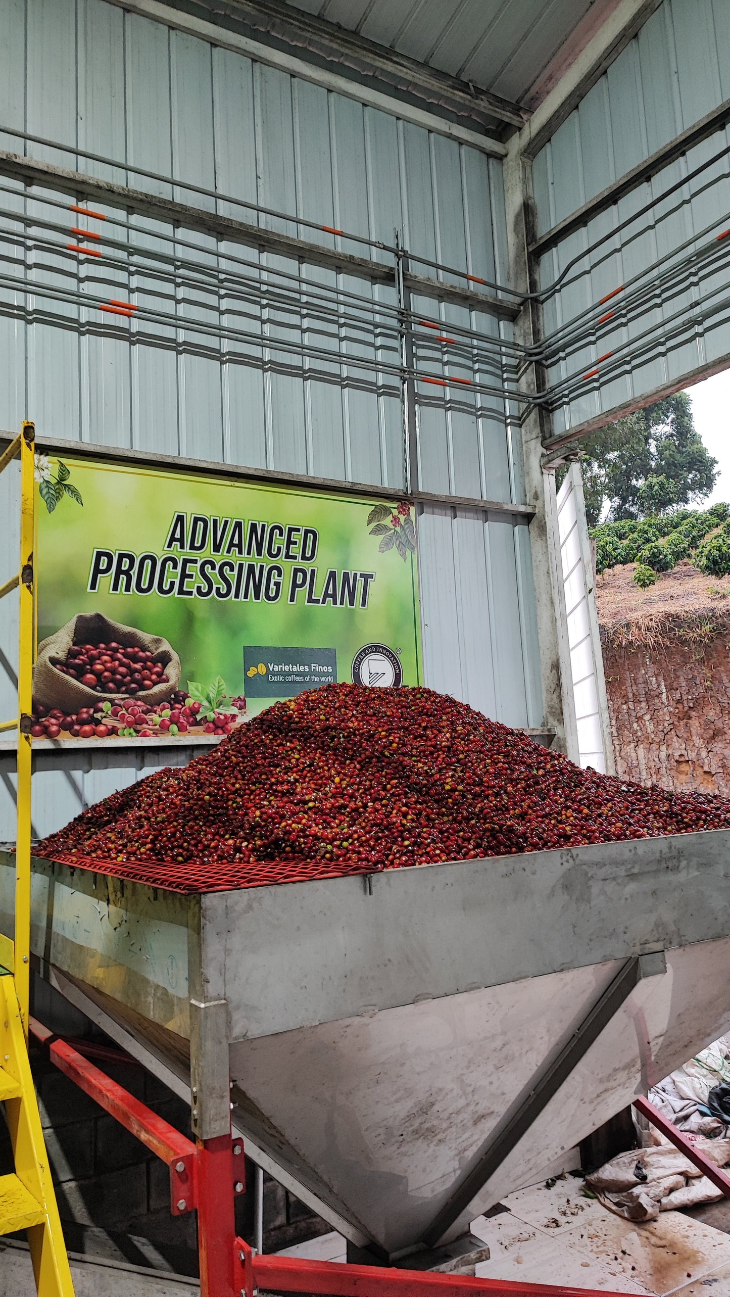 Paraiso 92 | Red Bourbon Decaf