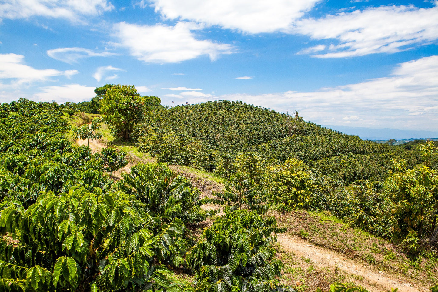Decaf Colombia - Elias and Shady Bayter