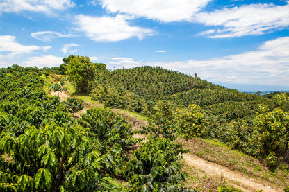 Decaf Colombia - Elias and Shady Bayter