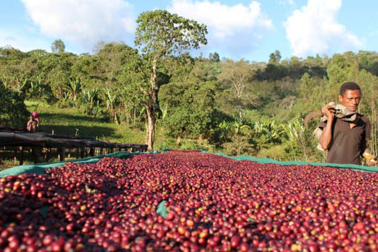 Ethiopia Hambela Wamena