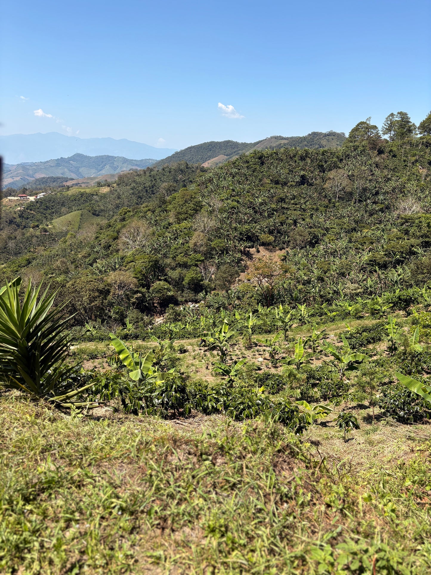 Finca Carrizalito