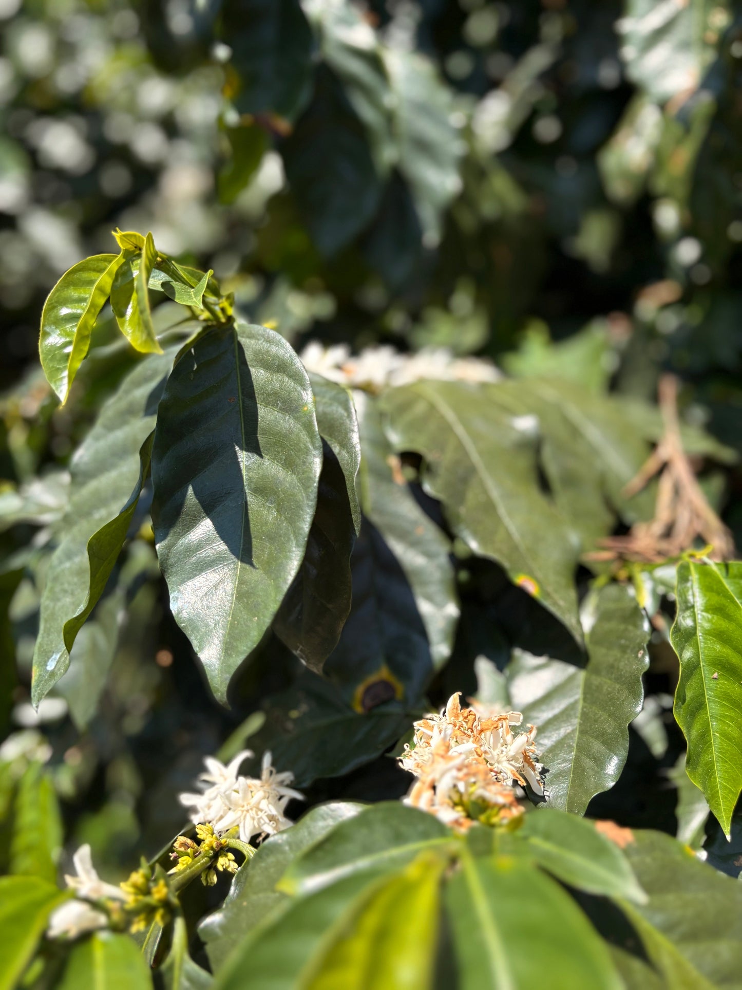 Finca Carrizalito