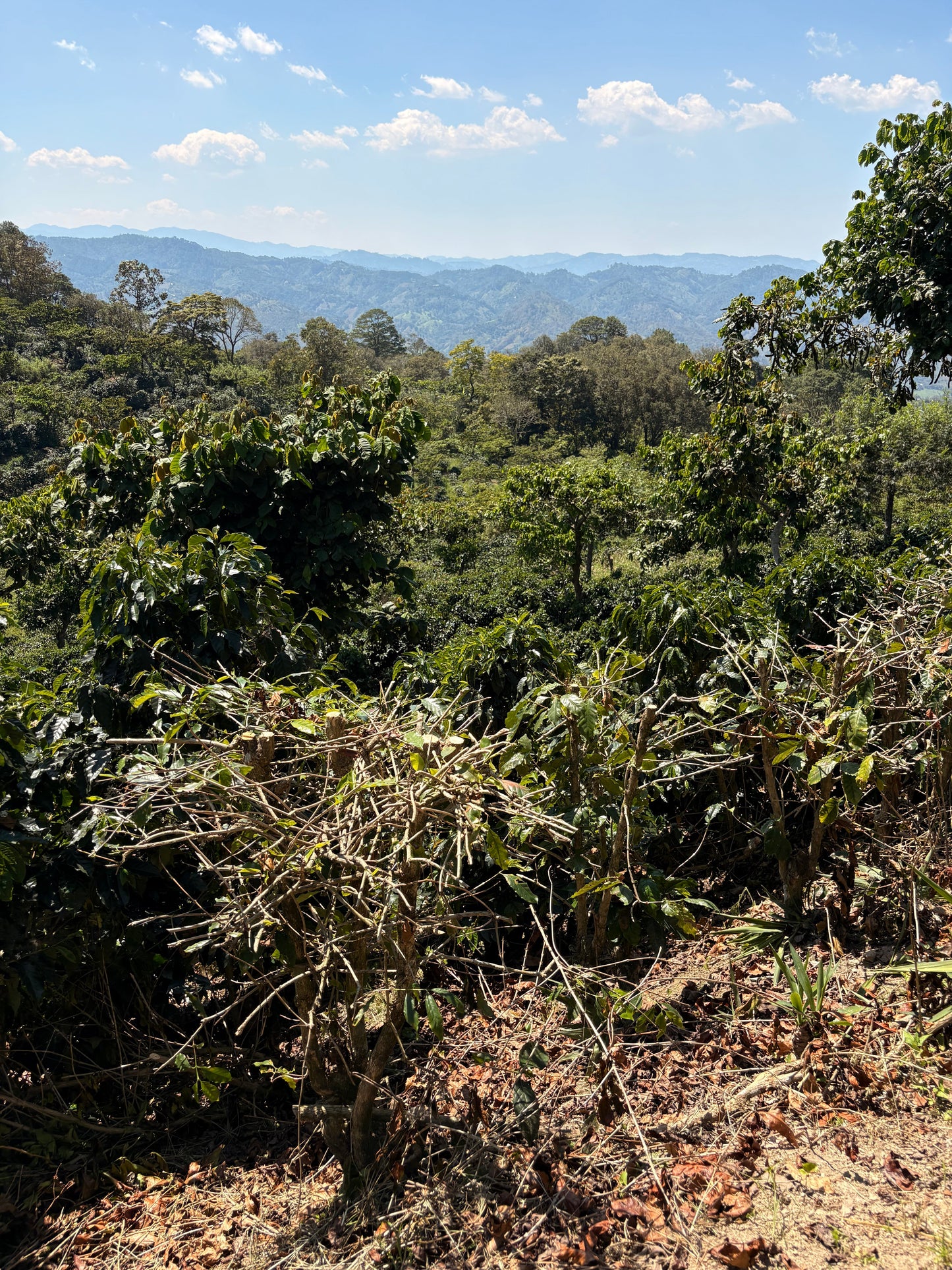 Finca Carrizalito