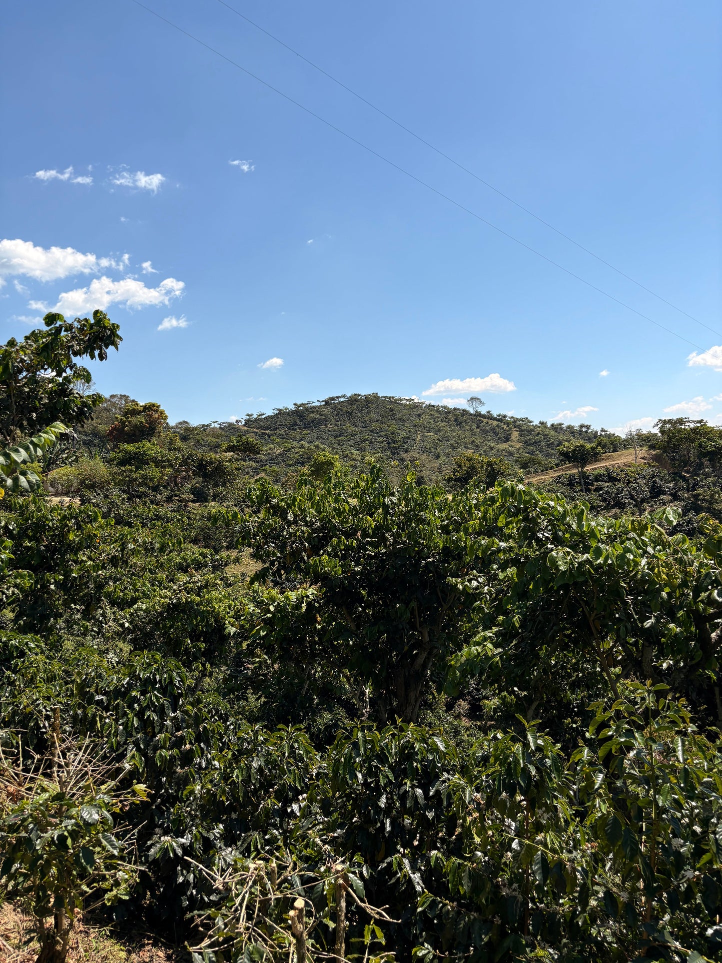 Finca Carrizalito