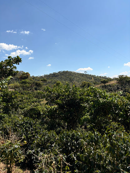 Finca Carrizalito