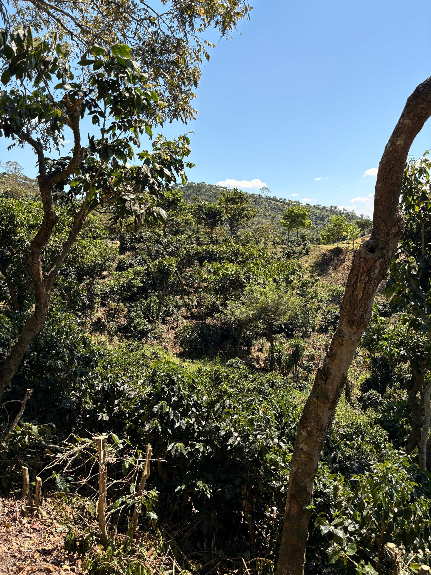 Finca Carrizalito