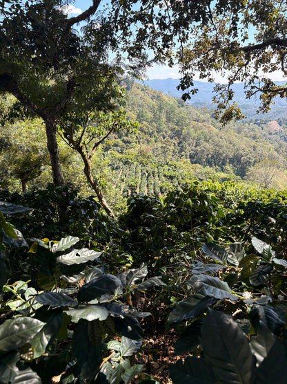 Finca Carrizalito
