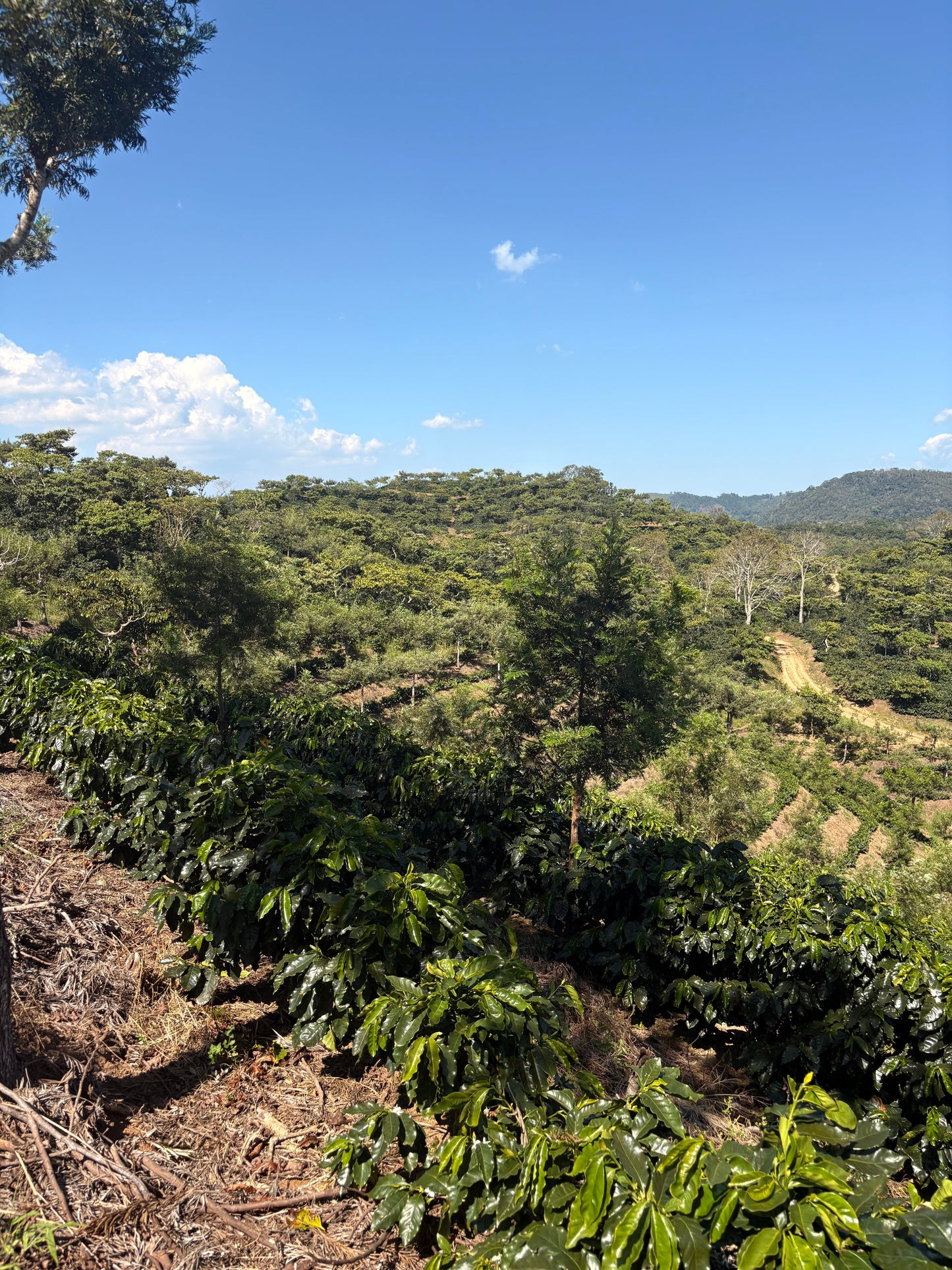 Finca Carrizalito