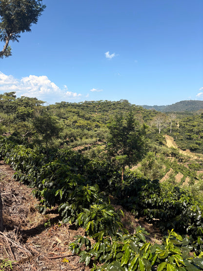 Finca Carrizalito