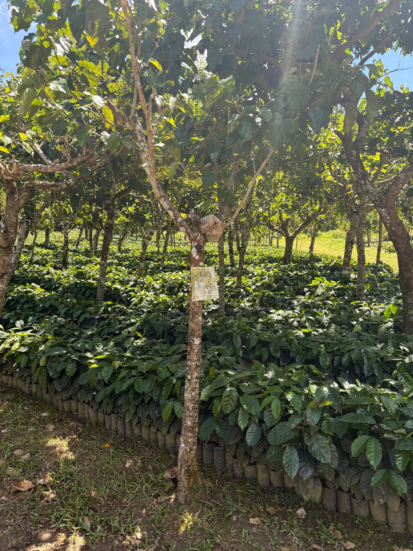 Finca Carrizalito