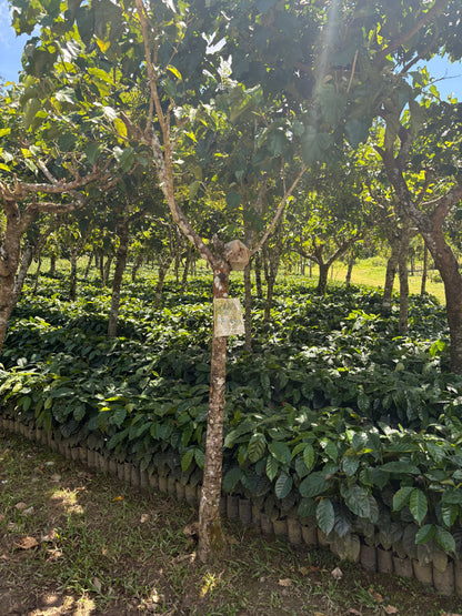 Finca Carrizalito