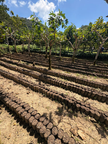 Finca Carrizalito