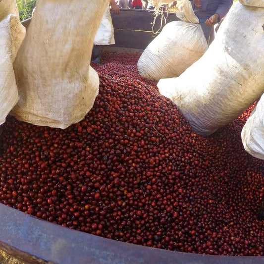 Puerta Verde - Bourbon